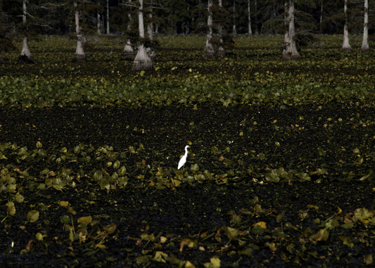 White Heron, 2025, photography, 20 x 24 in. / 50.8 x 60.96 cm.