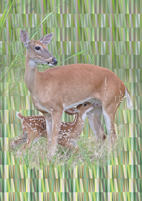Doe with Fawn, 2026, digital photography, 28 x 21 in. / 71.12 x 53.34 cm.