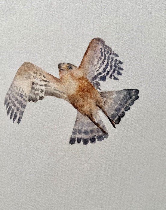 Startled Hawk, 2026, watercolor, 8 x 7 in. / 20.32 x 17.78 cm.