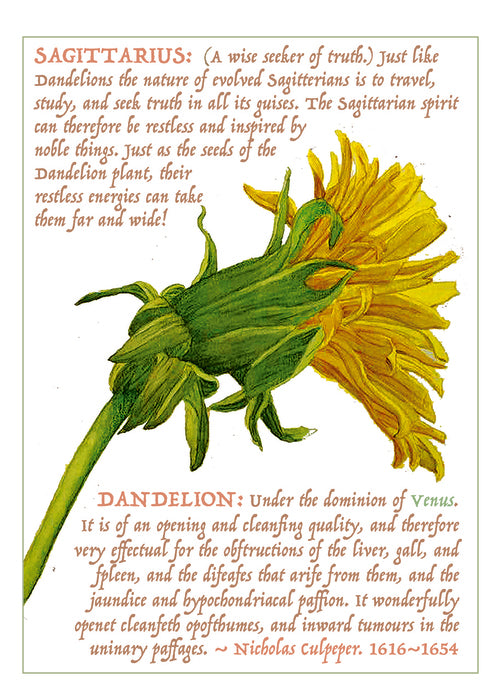 DANDELION, 2026, digital, 5 x 7 in. / 12.7 x 17.78 cm.