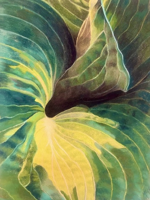 Hosta, 2025, pastel pencil, 10 x 12 in. / 25.4 x 30.48 cm.