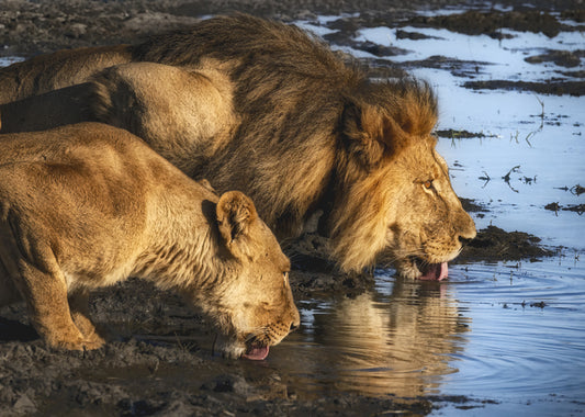 Lion Couple Drinking at Sunrise, 2026, archival print, 24 x 17 in. / 60.96 x 43.18 cm.