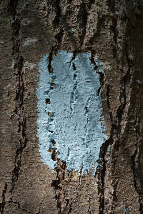 Blaze: A Whiter Shade of Blue, 2025, photograph on watercolor paper, 30 x 20 in. / 76.2 x 50.8 cm.