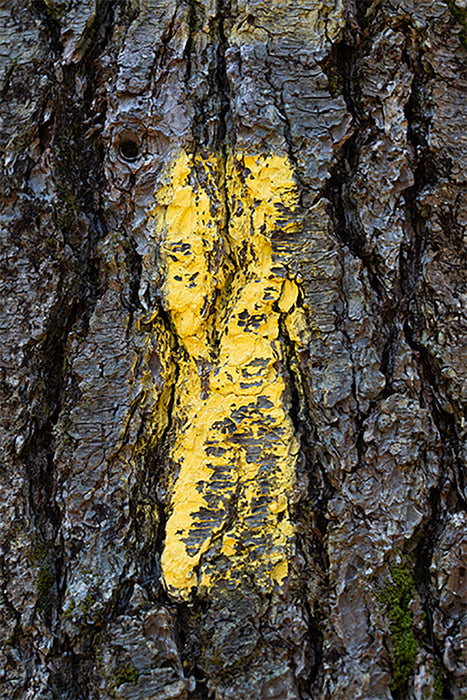 Blaze: Stare, 2025, photograph on watercolor paper, 30 x 20 in. / 76.2 x 50.8 cm.