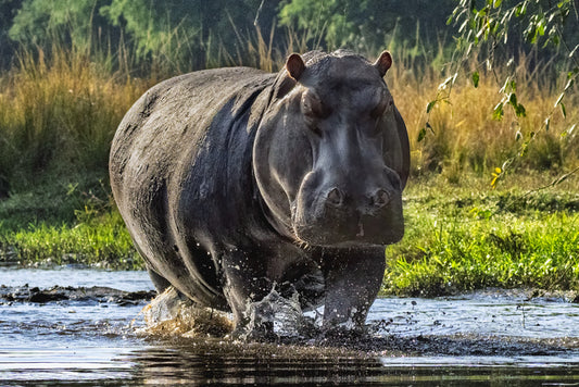 Trotting Hippo, 2026, archival print, 16 x 24 in. / 40.64 x 60.96 cm.