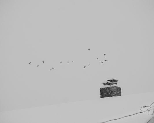 Cloud of Birds, 2024, photography, 7 x 6 in. / 17.78 x 15.24 cm.