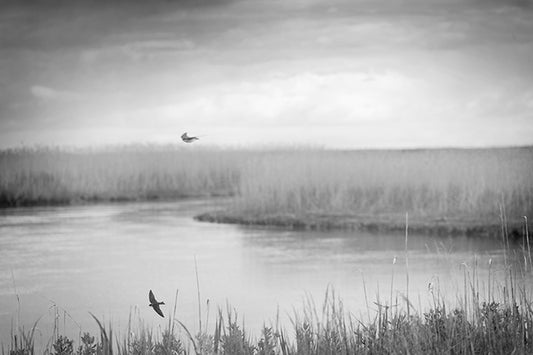 Swallows, 2024, photography, 8 x 6 in. / 20.32 x 15.24 cm.