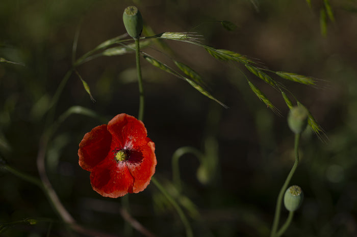 A Curve in Yin, 2023, photography, 11 x 7 in. / 27.94 x 17.78 cm.