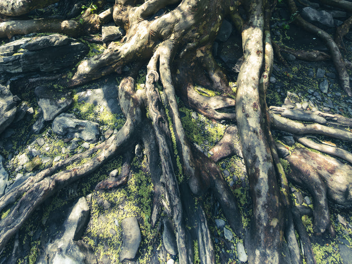 Veins Beneath, 2026, photography, 16 x 20 in. / 40.64 x 50.8 cm.