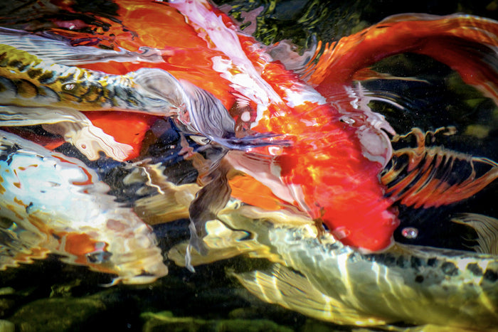 Koi-leidoscope, 2013, aluminum print, 20 x 30 in. / 50.8 x 76.2 cm.