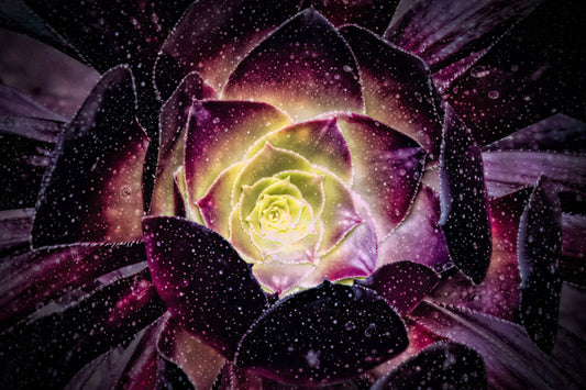 Petals of Creation, 2026, photography on metal print, 20 x 30 in. / 50.8 x 76.2 cm.