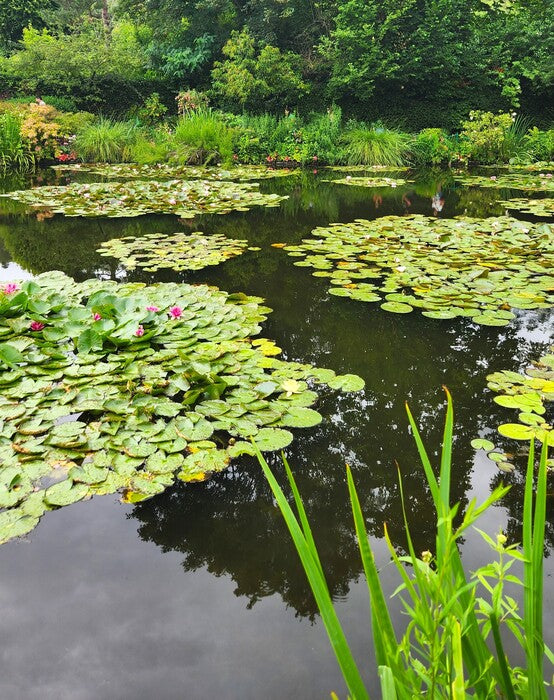 His Garden, Giverny, 2024, photography, 14 x 11 in. / 35.56 x 27.94 cm.