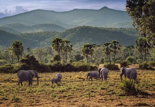 Landscape with Elephants, Zambia, 2026, archival print, 24 x 17 in. / 60.96 x 43.18 cm.