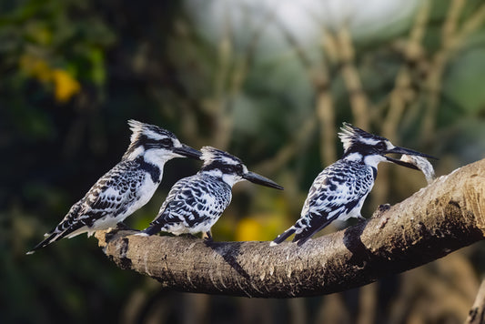 Kingfisher Trio, 2026, archival print, 13 x 20 in. / 33.02 x 50.8 cm.