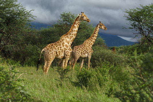 Giraffes Greet the Morning, 2026, archival print, 16 x 24 in. / 40.64 x 60.96 cm.