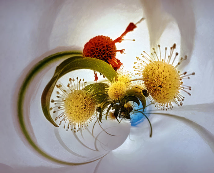 Bouquet, 2026, photography on metal, 24 x 30 in. / 60.96 x 76.2 cm.