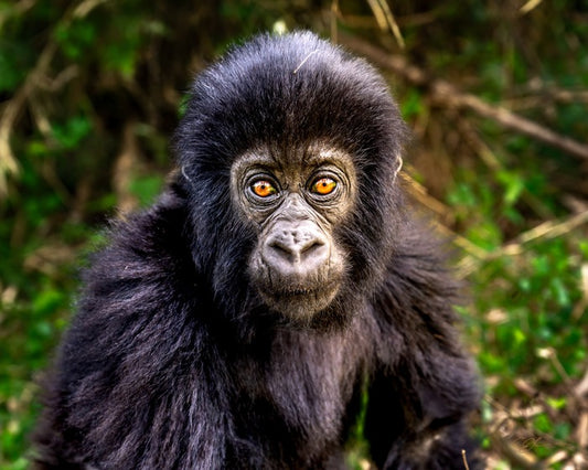 Curious Baby Gorilla, 2025, photography, 40 x 32 in. / 101.6 x 81.28 cm.