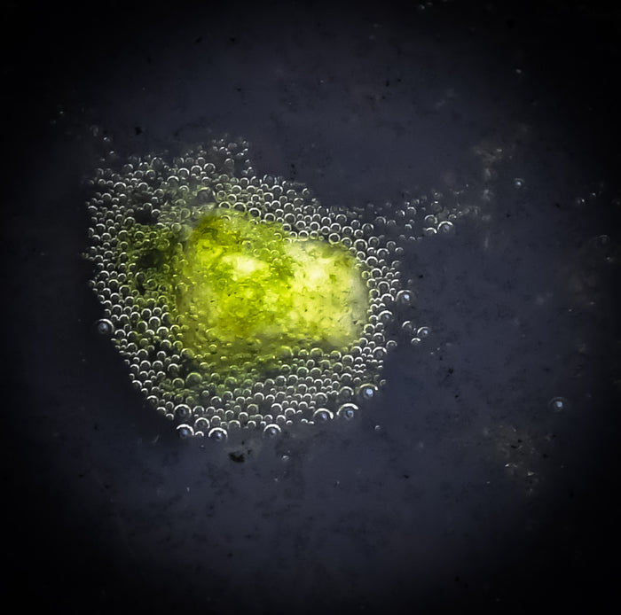 Saturate, 2023, photography, 11 x 14 in. / 27.94 x 35.56 cm.