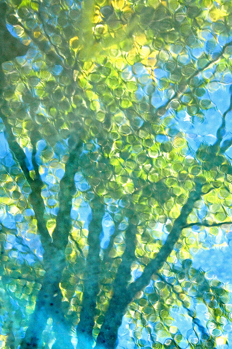 Candy Tree, 2010, digital photography, 18 x 12 in. / 45.72 x 30.48 cm.