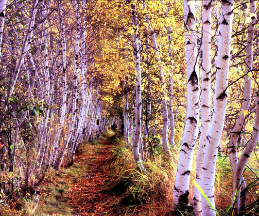 Acadia National Park, 2009, digital photography, 36 x 42 in. / 91.44 x 106.68 cm.