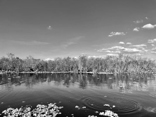 Afternoon in the Everglades, 2022, black and white digital print, 12 x 14 in. / 30.48 x 35.56 cm.