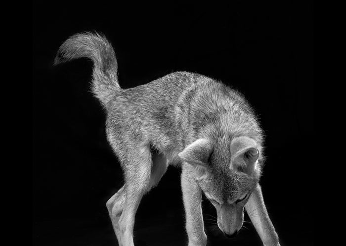 Animalia - Coyote, 2023, archival pigment print, 14 x 20 in. / 35.56 x 50.8 cm.