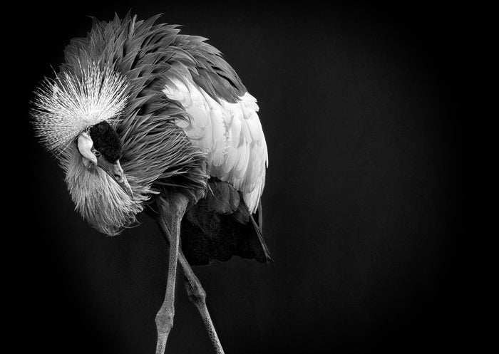 Animalia - East African Crowned Crane, 2023, archival pigment print, 14 x 20 in. / 35.56 x 50.8 cm.