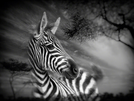 Animalia Dreams 3, 2015, archival pigment print, 20 x 26 in. / 50.8 x 66.04 cm.