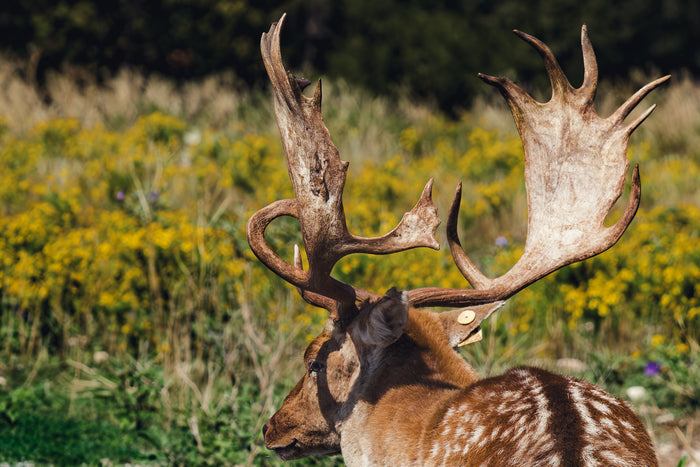 Antlers of a Fallow Deer, 2023, photography, 13 x 19 in. / 33.02 x 48.26 cm.