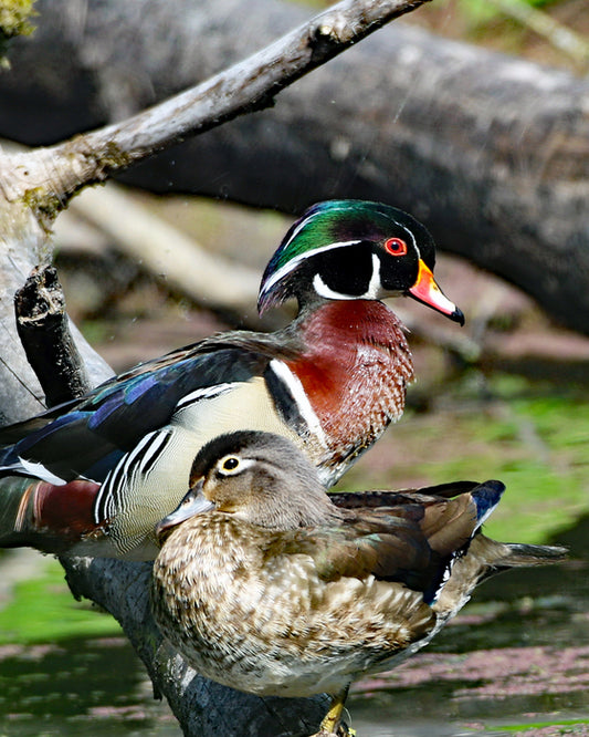 A Pair of Wood Ducks, 2015, photography, 10 x 8 in. / 25.4 x 20.32 cm.