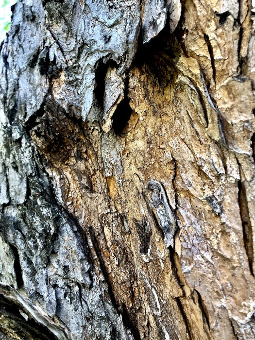 Bark 2, 2019, photography, 8 x 10 in. / 20.32 x 25.4 cm.