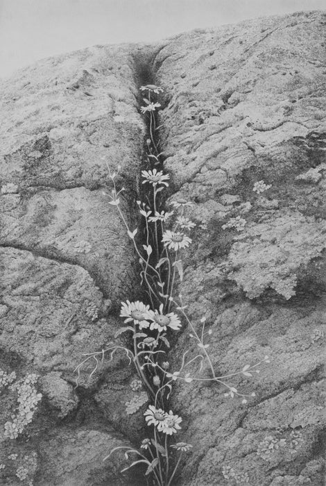 Bellis Perennis, 2023, graphite, 40 x 29 in. / 101.6 x 73.66 cm.