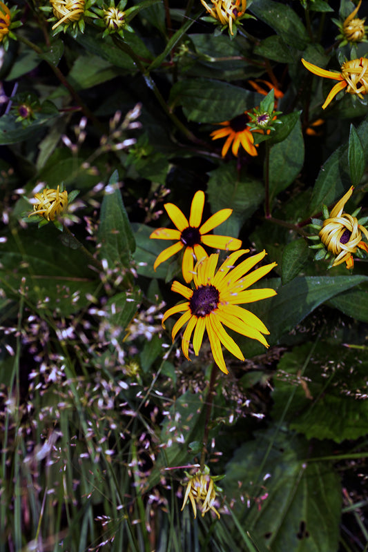 Black Eyed Susans, 2023, photography, 20 x 30 in. / 50.8 x 76.2 cm.