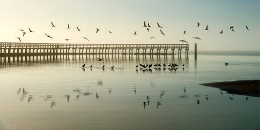 Black Skimmer Ballet #1, 2024, archival print, 12 x 24 in. / 30.48 x 60.96 cm.