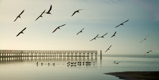 Black Skimmer Ballet #2, 2024, archival print, 12 x 24 in. / 30.48 x 60.96 cm.