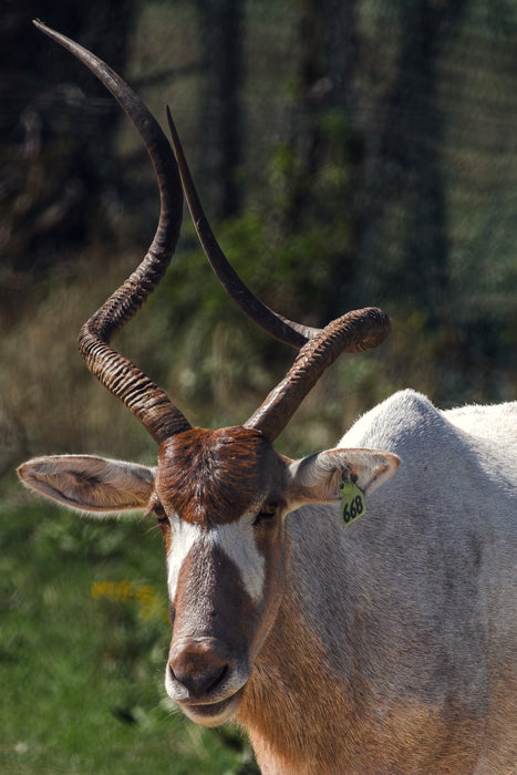 Blackbuck, 2023, photography, 13 x 19 in. / 33.02 x 48.26 cm.