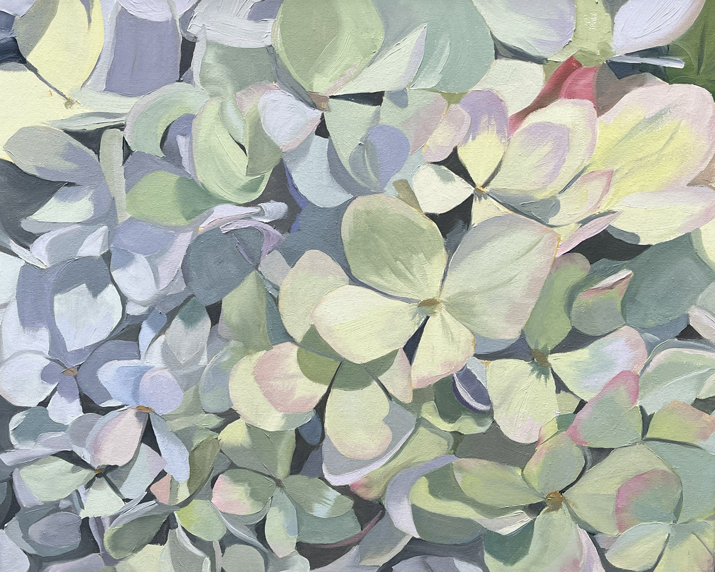 Blue-Green Hydrangea, 2025, oil, 16 x 20 in. / 40.64 x 50.8 cm.