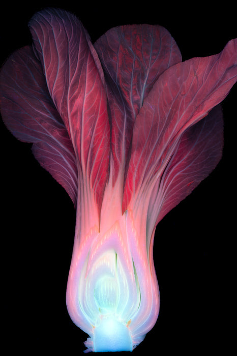 Bok Choy Under Ultraviolet Light, 2024, digital photography, 22 x 17 in. / 55.88 x 43.18 cm.