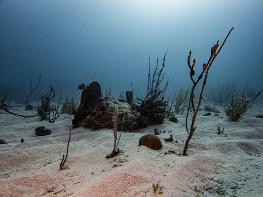 Bottom of the Sea, 2024, digital underwater photography, 20 x 30 in. / 50.8 x 76.2 cm.