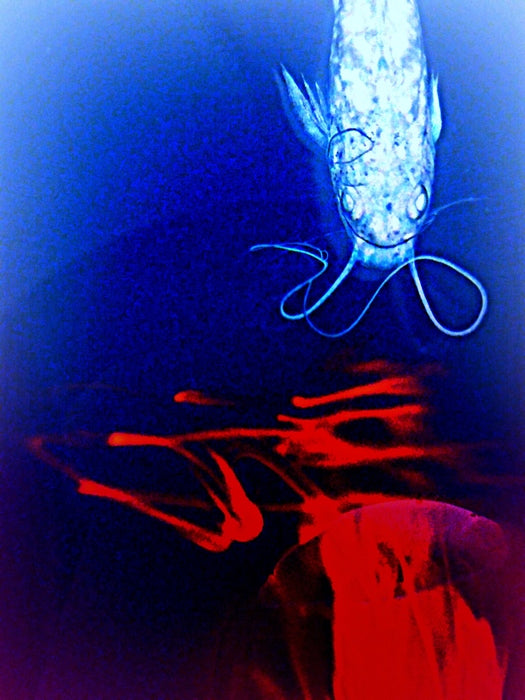 Breaking News, 2016, photo on metal, 24 x 18 in. / 60.96 x 45.72 cm.