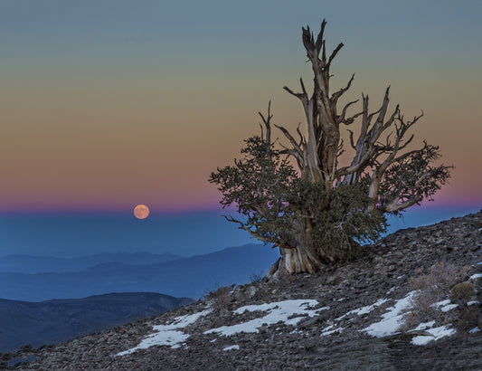 Bristlecone & Moon, 2013, photography, 18 x 24 in. / 45.72 x 60.96 cm.