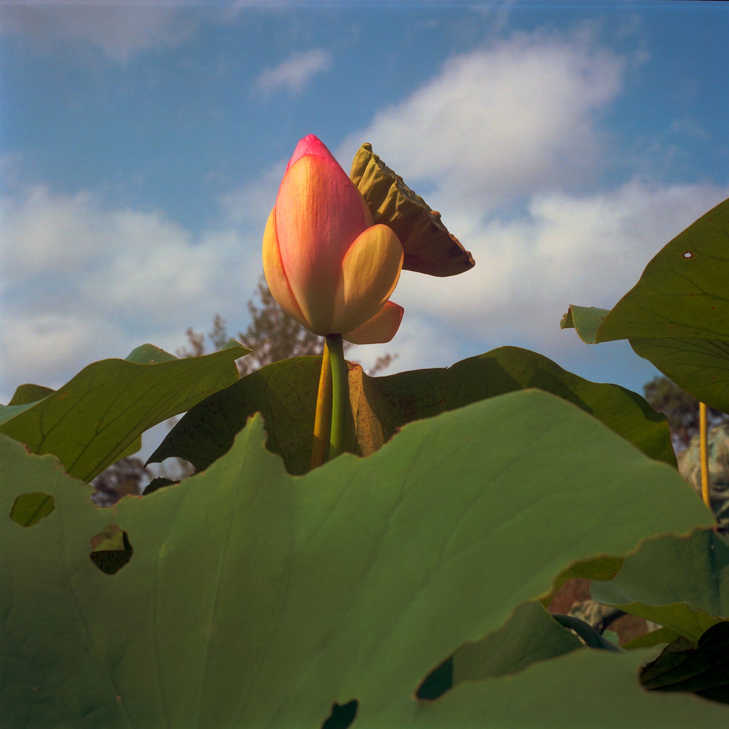 Bud, 2010, photography, 40 x 40 in. / 101.6 x 101.6 cm.