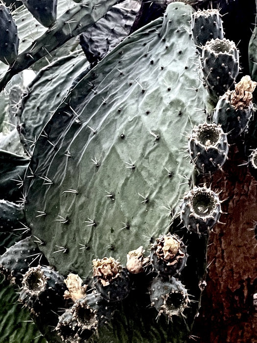 Cactus, 2023, photography, 8 x 10 in. / 20.32 x 25.4 cm.