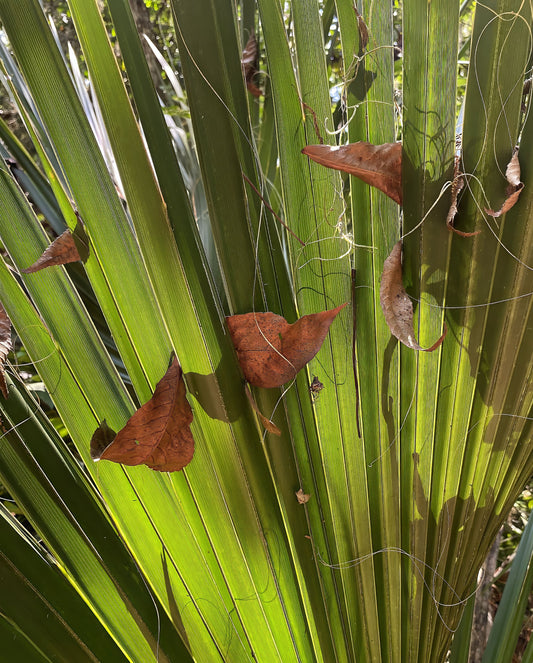 Caught in the Midst, 2024, photography, 11 x 14 in. / 27.94 x 35.56 cm.