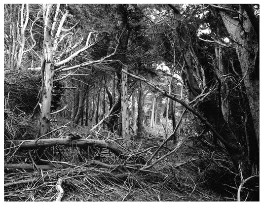 CHAOS THEORY PART 2, 2024, black and white sheet film, 30 x 24 in. / 76.2 x 60.96 cm.