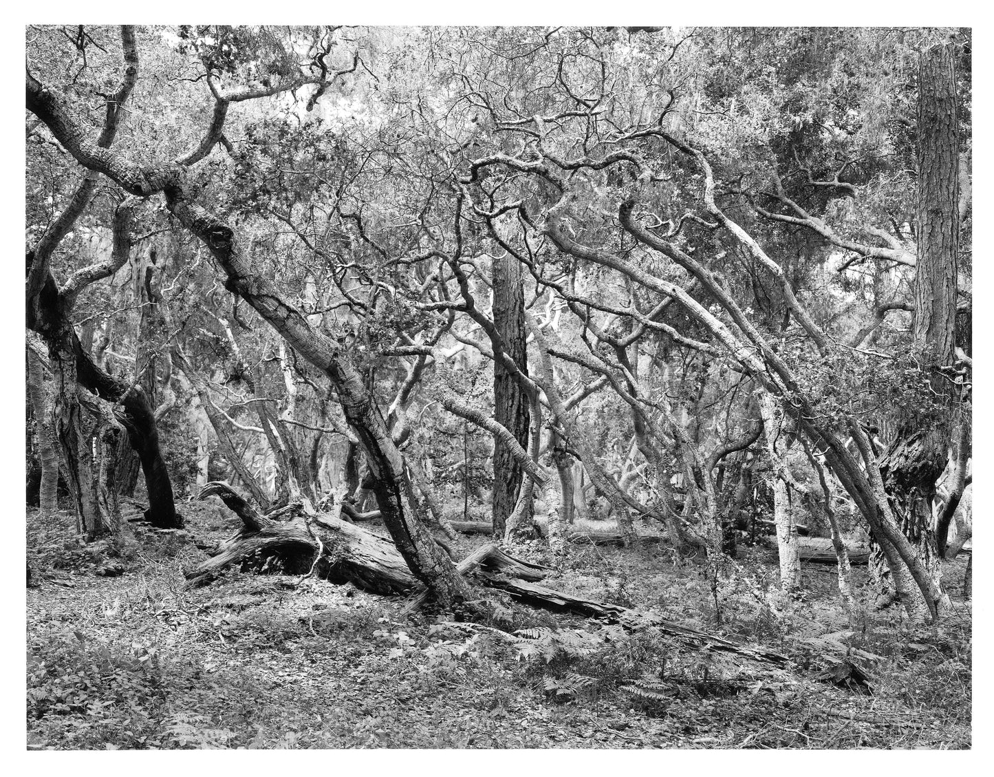 CHAOS THEORY PART 3, 2024, black and white sheet film, 30 x 24 in. / 76.2 x 60.96 cm.