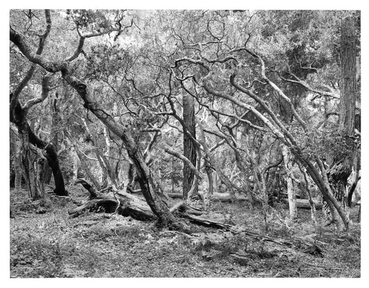 CHAOS THEORY PART 3, 2024, black and white sheet film, 30 x 24 in. / 76.2 x 60.96 cm.
