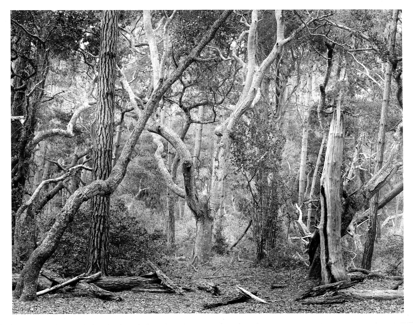 CHAOS THEORY PART 5, 2024, black and white sheet film, 30 x 24 in. / 76.2 x 60.96 cm.