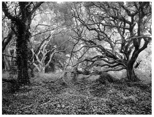 CHAOS THEORY PART 6, 2024, black and white sheet film, 30 x 24 in. / 76.2 x 60.96 cm.