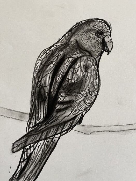 Charcoal Parrot, 2024, charcoal on paper, 12 x 9 in. / 30.48 x 22.86 cm.